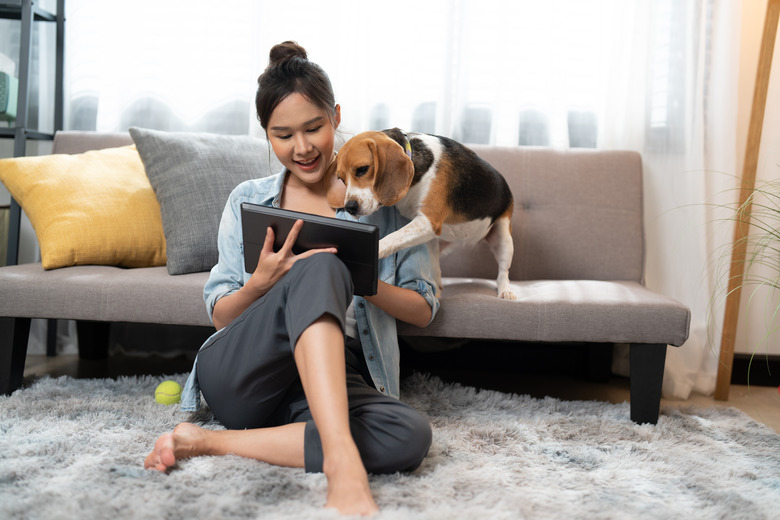 Beautiful young Asian woman watching movie on digital tablet with beagle dog