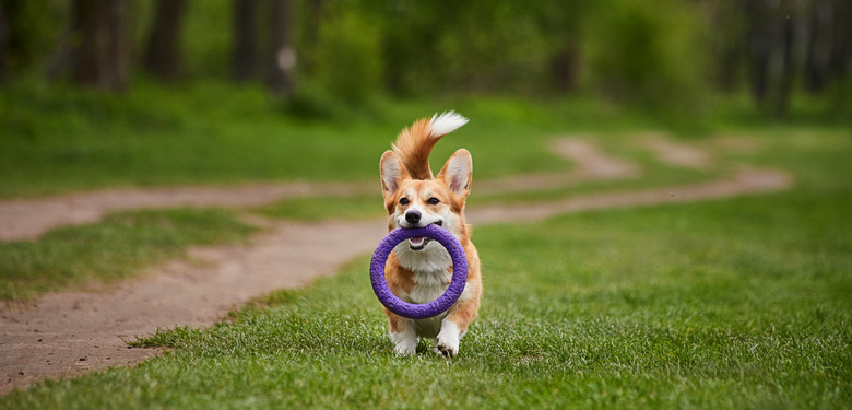 Happy Welsh Corgi Pembroke dog playing with puller in the spring park