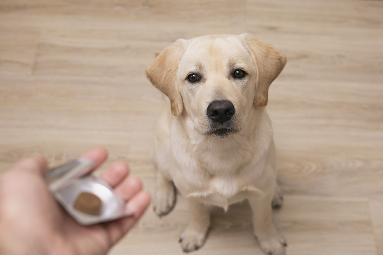 Man vet giving pill to obedient dog. veterinary medicine