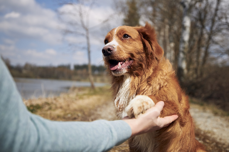 Cute dog giving paw his owner high 5