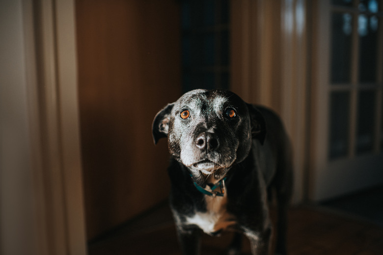 Calm scene of a Black Dog obscured in shadow