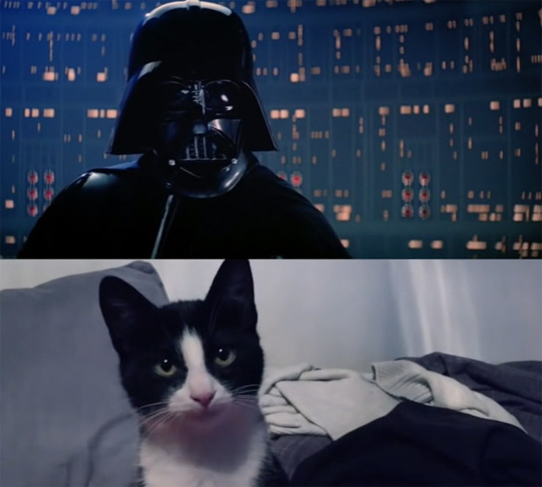 Star Wars But With Cats In Epic Empire Scratches Back Remake