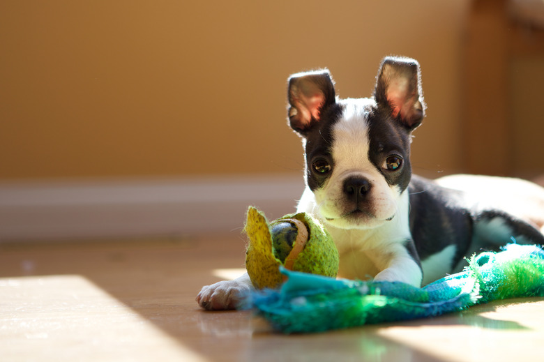 tiny boston terrier puppy chewing on toys