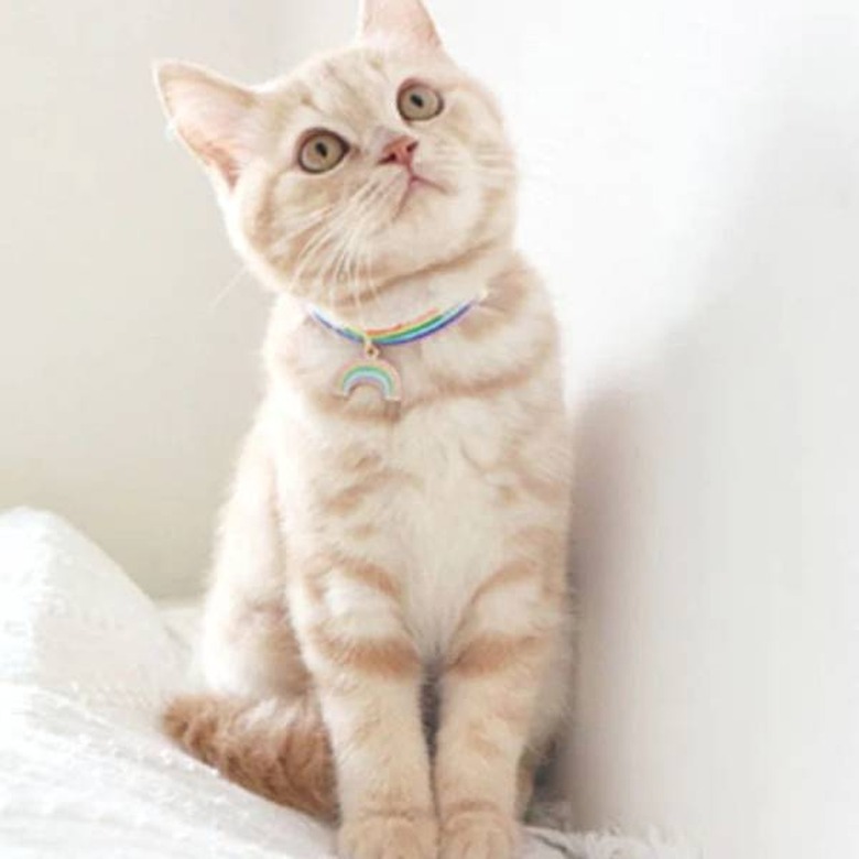 A blonde cat wearing a rainbow collar with rainbow charm