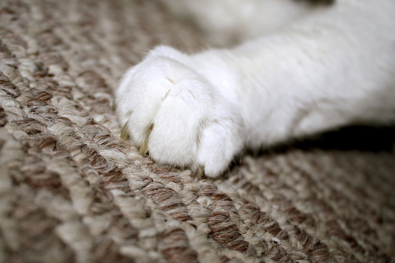 How do you stop cats scratching carpets shop