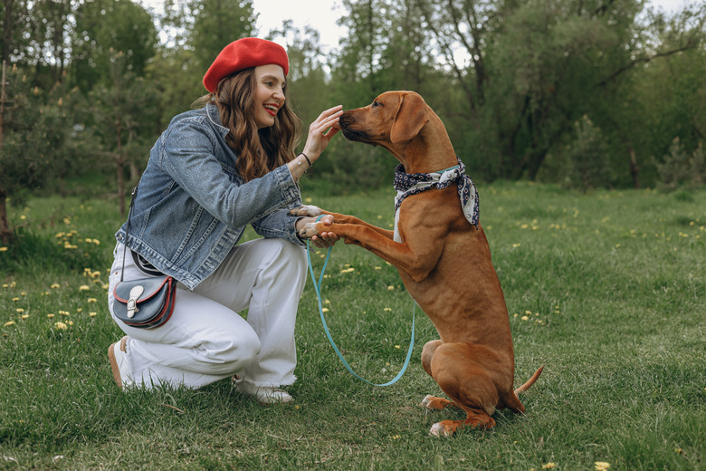 Woman treating Rhodesian Ridgeback during obedience training in nature