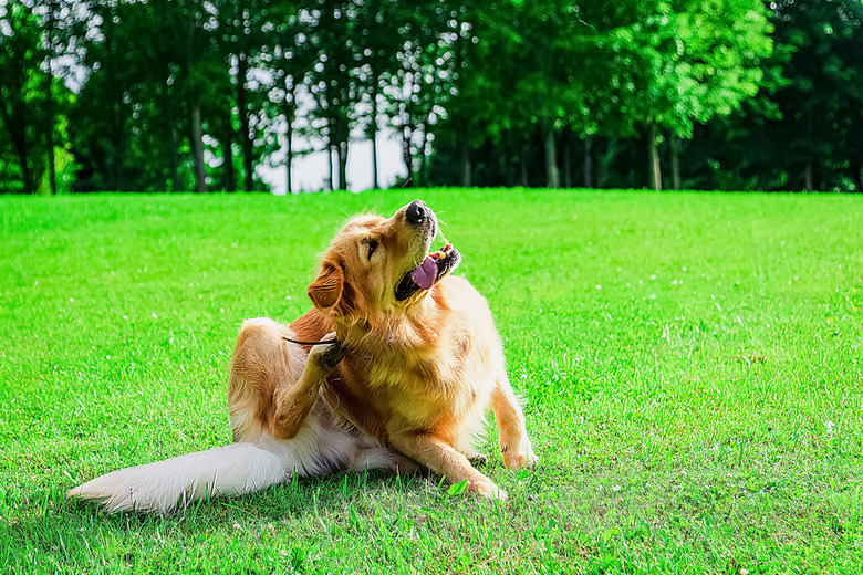 The labrador dog sits in the meadow