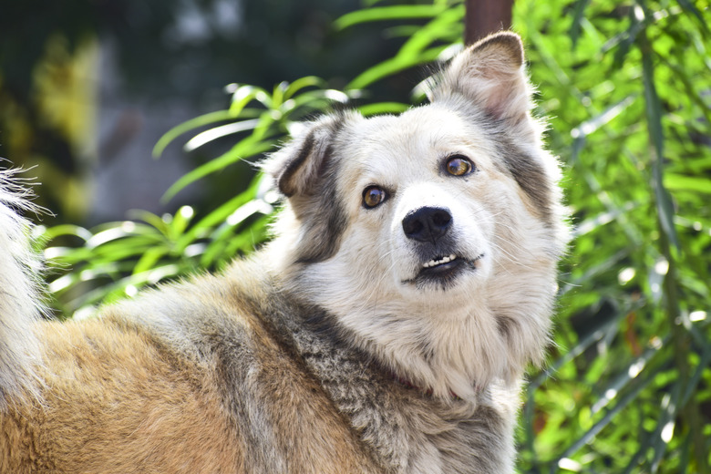 Brown mixed dog tongue out and happy face