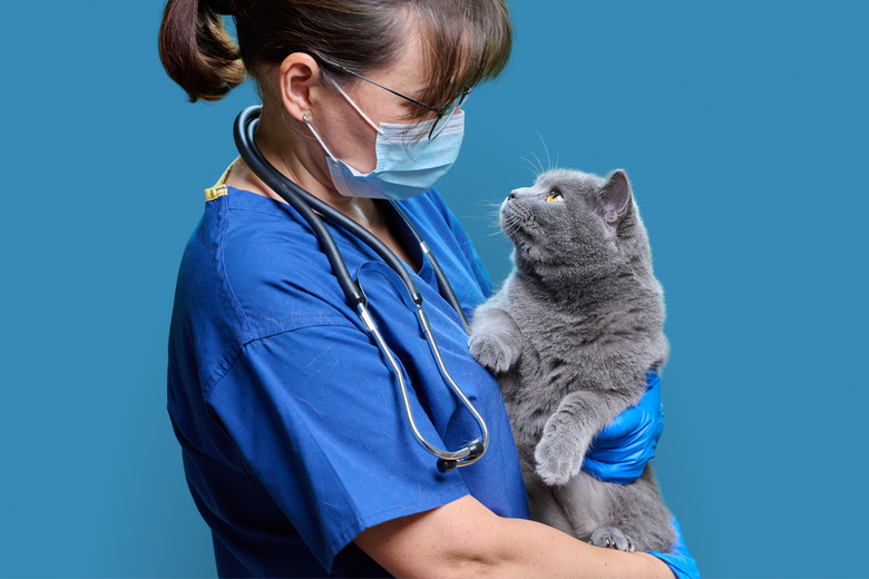 Female doctor veterinarian with cat in her arms