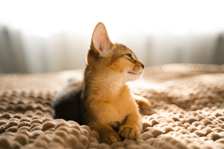 Small kitten cat of the Abyssinian breed lies