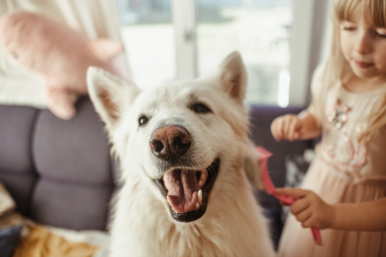 Child girl combing and grooming the long and white coat of her white swiss shepherd dog