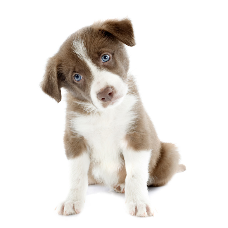 Sad looking puppy