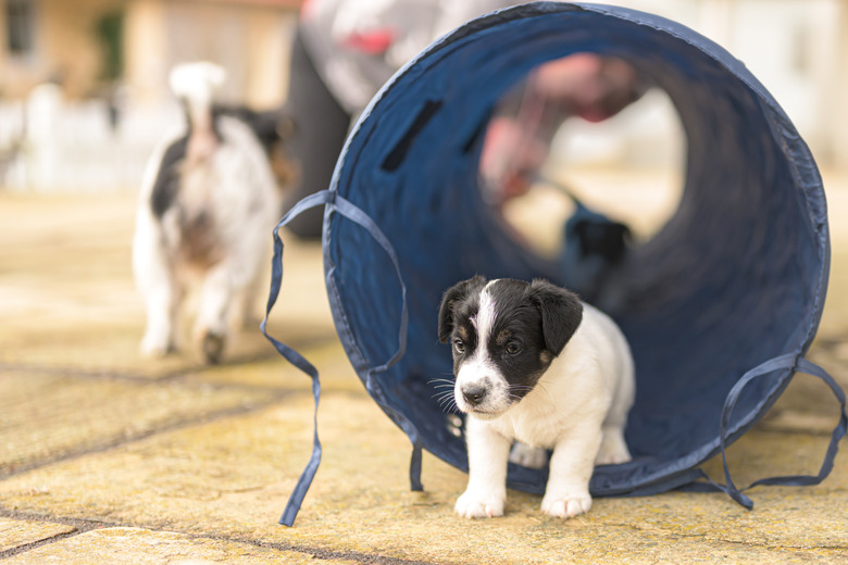 Yound Jack Russell Terrier puppy dog 6 weeks old