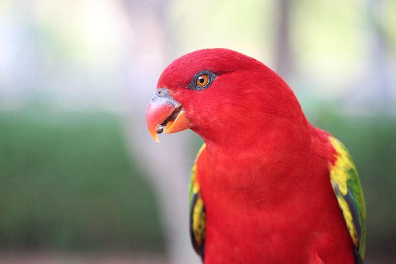 Close-up of lorikeet perching outdoors