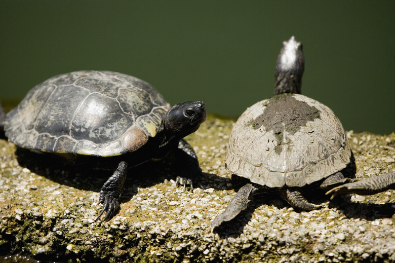 Two turtles siting on a rock.