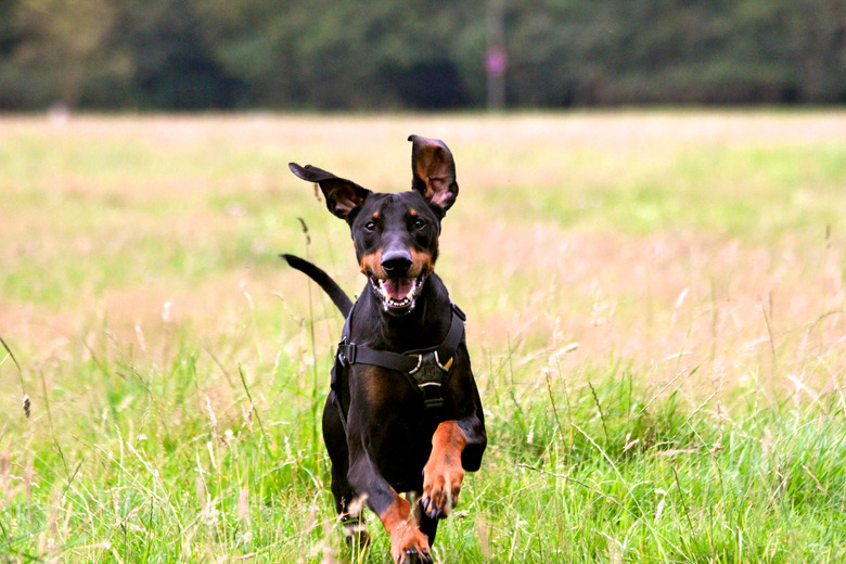 Portrait Of Doberman pinscher running on grassy field