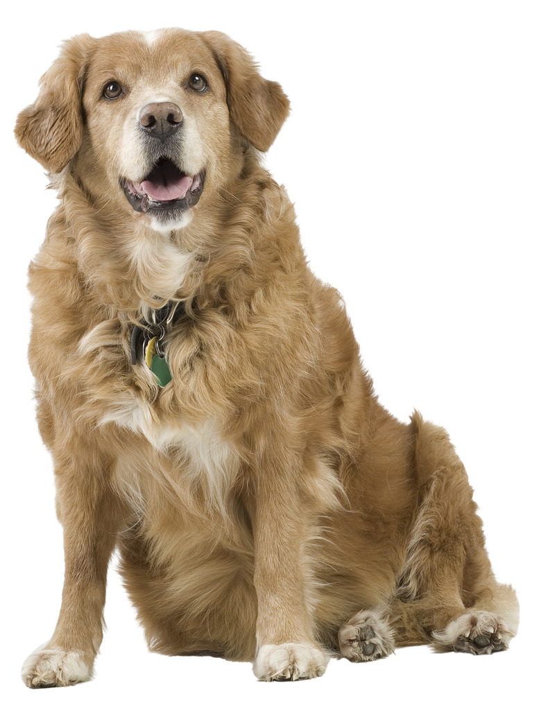 How To Tell If Your Dog Is In Labor- The Signs | Cuteness