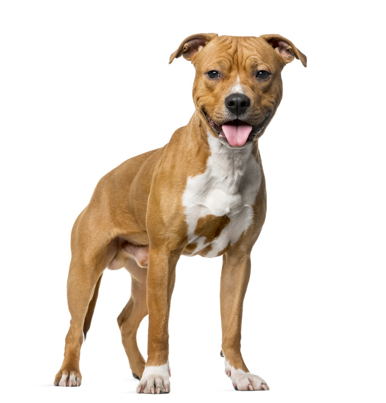 American Staffordshire Terrier 8 months old