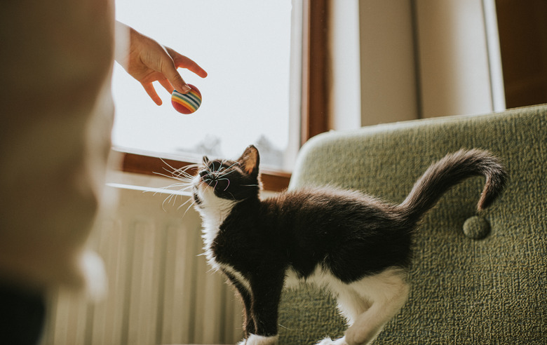 Child gains kittens attention by holding a ball above him. He looks up curiously at it.