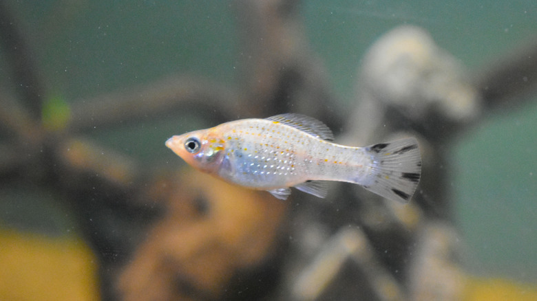 A fish tank fish