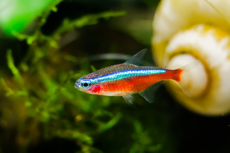 Paracheirodon axelrodi or Tetra Neon