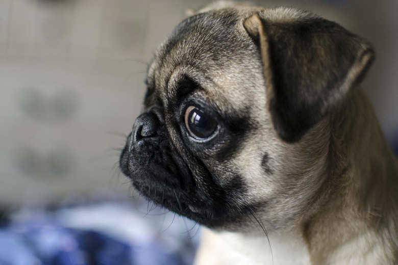 Close up of pug dog