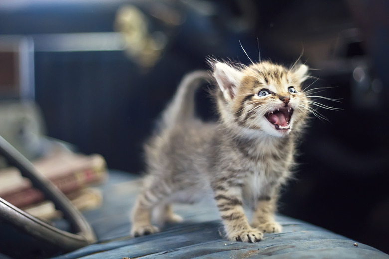 Kitten