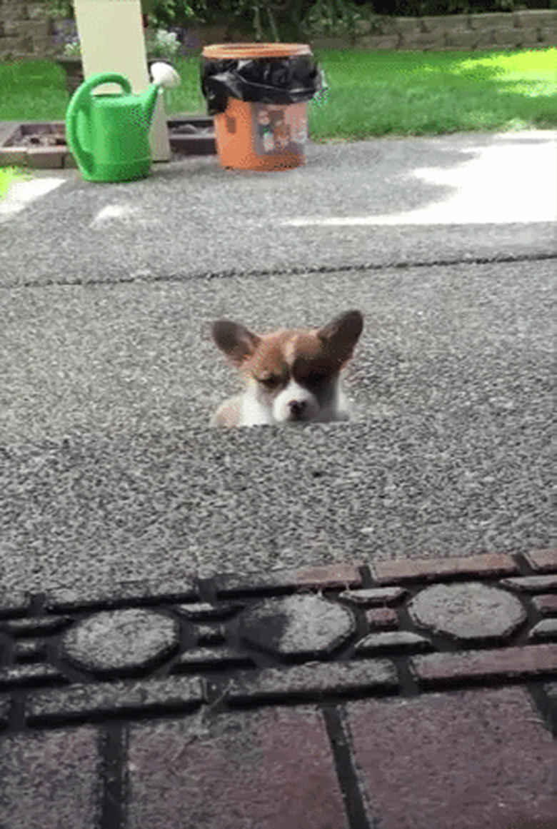 The 20 Most Epic Puppy Fails Of All Time The 20 Most Epic Puppy Fails Of All Time