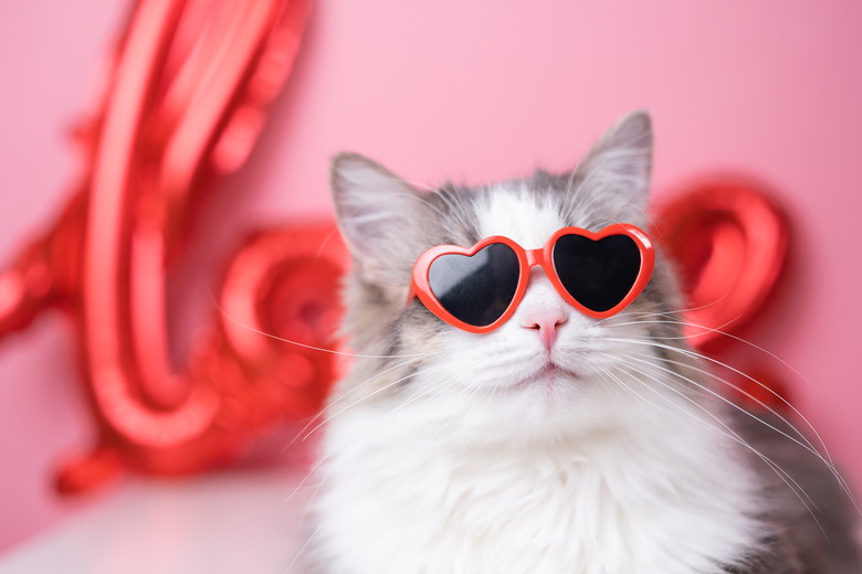 Cute funny cat in red heart shaped sunglasses sits on a pink background with a red LOVE balloon. Postcard with cat with space for text. Concept Valentine's Day