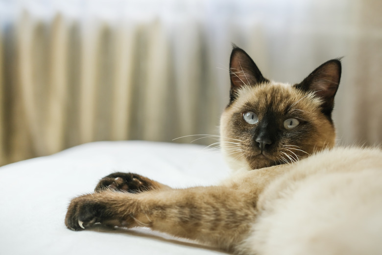 A Siamese cat with blue eyes lies on a sofa. Side view