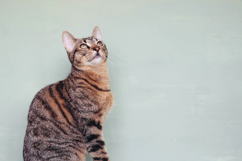 Beautiful European shorthair young cat sitting against pastel green background. Mackerel tabby kitty portrait