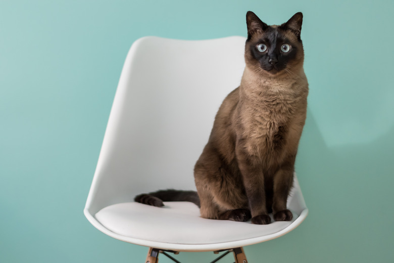 Cat in a chair