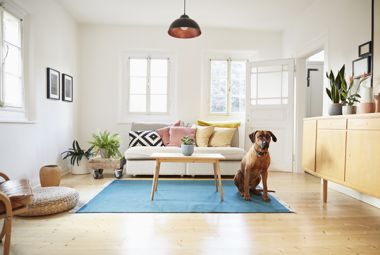 Rhodesian ridgeback sitting in bright modern living room.