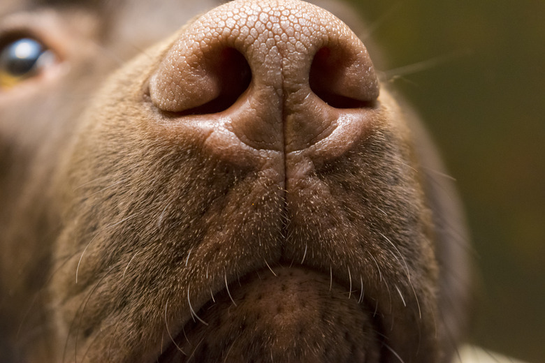 brown nose of Labrador