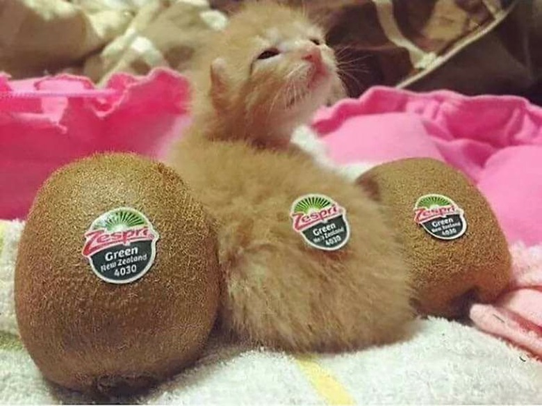 cat looks like kiwifruit