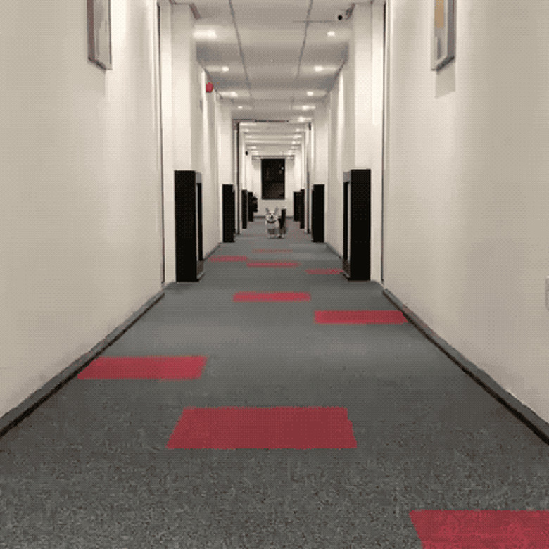 corgi running down hallway