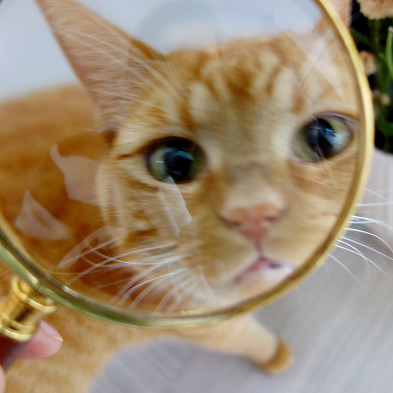 cat's face viewed through magnifying glass