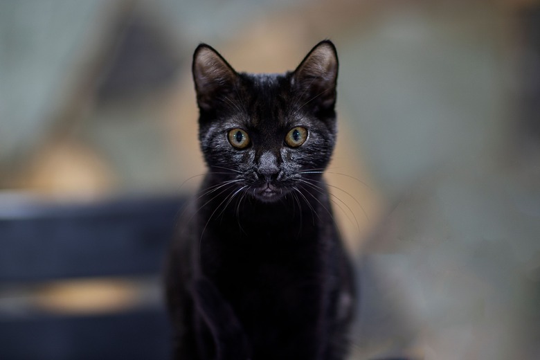 Beautiful portrait of a cute black kitten on blurry background