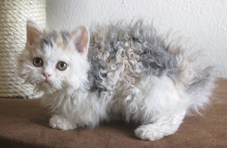 These Very Important Photos Of Curly-Haired 'Poodle Cats' Will Make You So Happy