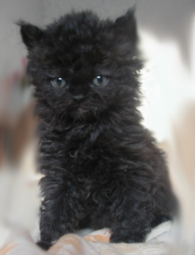 These Very Important Photos Of Curly-Haired 'Poodle Cats' Will Make You So Happy