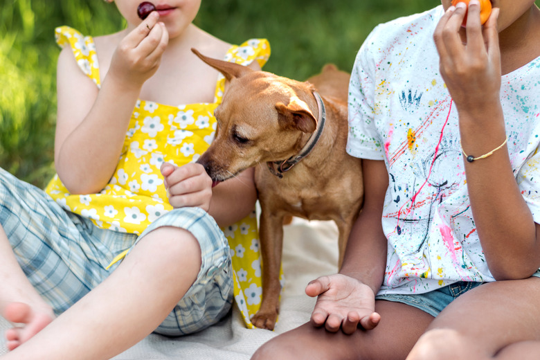 A dog together with two girls of different races on a picnic on a summer day.Diverse people