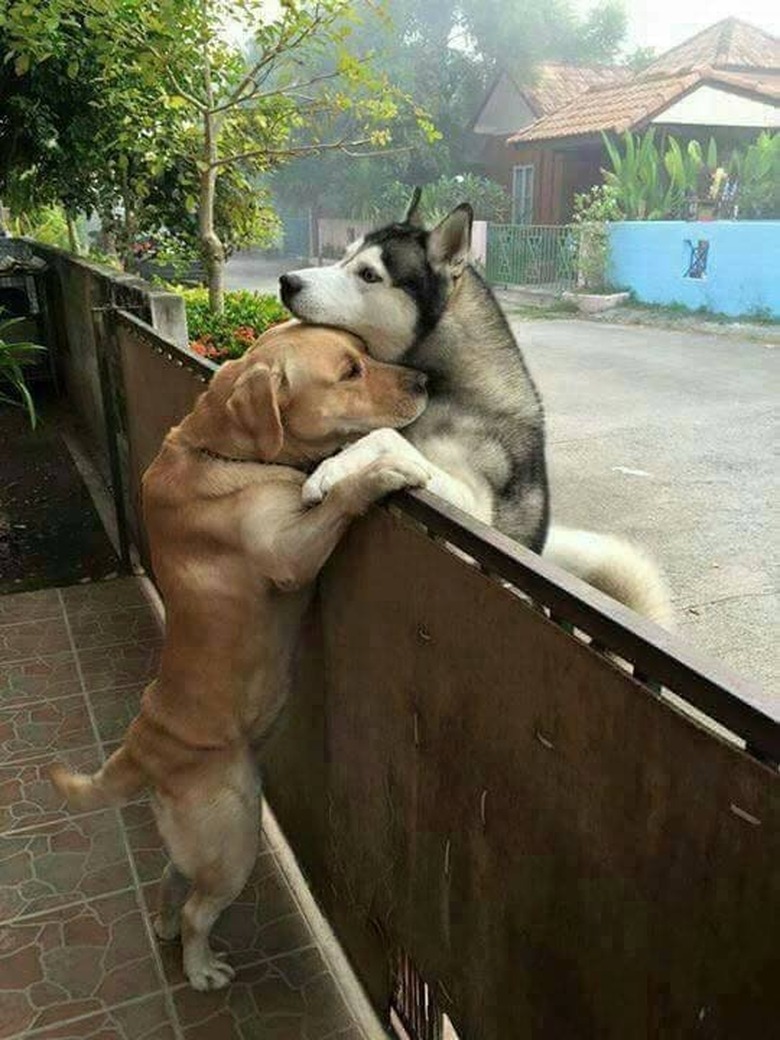 This Lonely Dog Escaped His Yard to Hug Another Dog