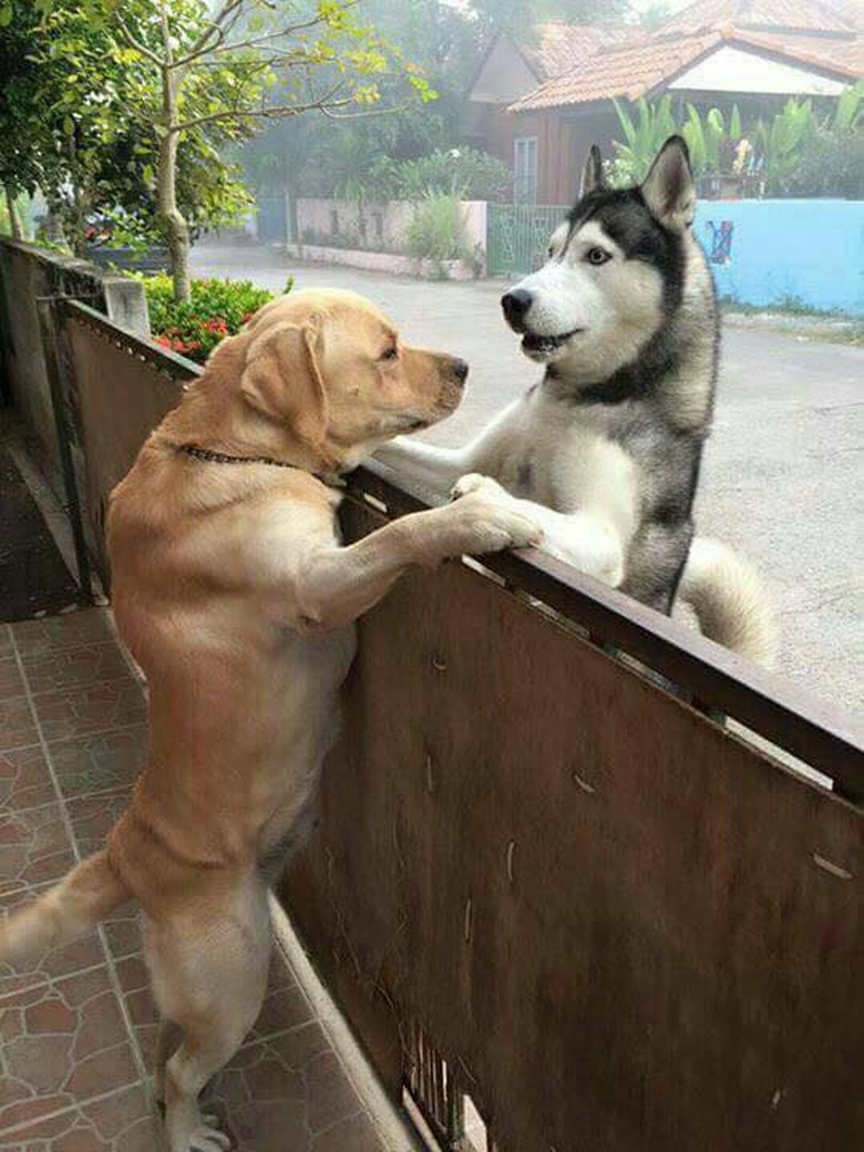 This Lonely Dog Escaped His Yard to Hug Another Dog