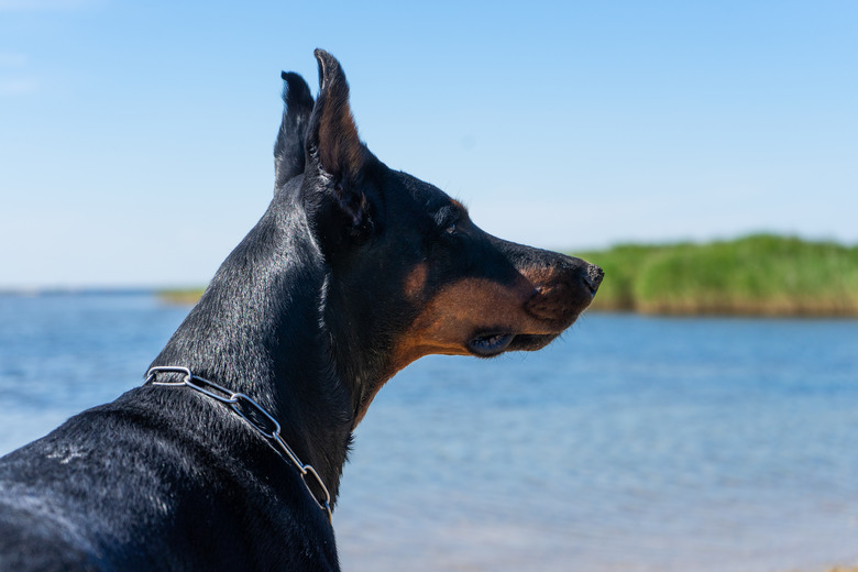 Doberman dog close up