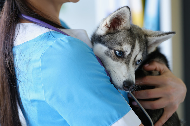 Husky puppy in the arms of a female doctor