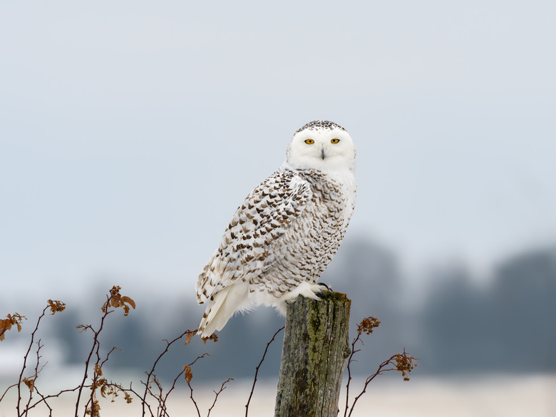 Female Snowy Owl Sitting on Fence Post