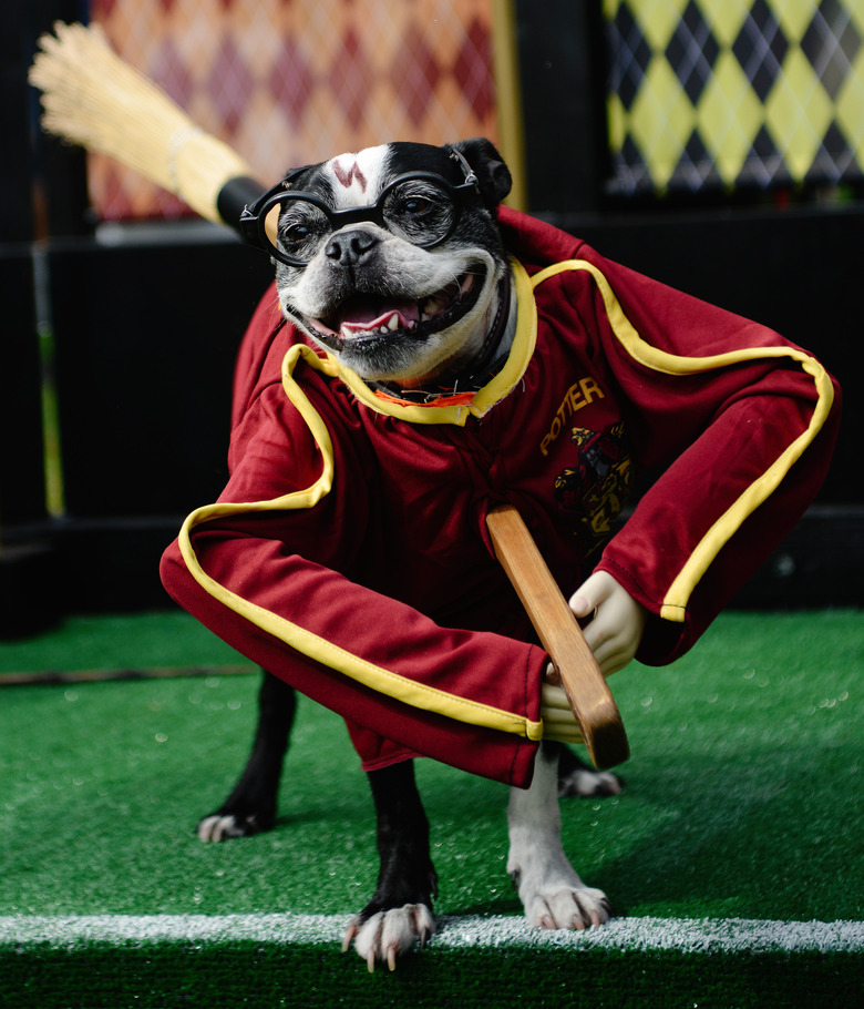 Haute Dog Howl'oween Parade