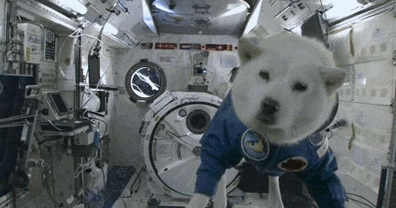 Top 50 Science-Geek Pet Names