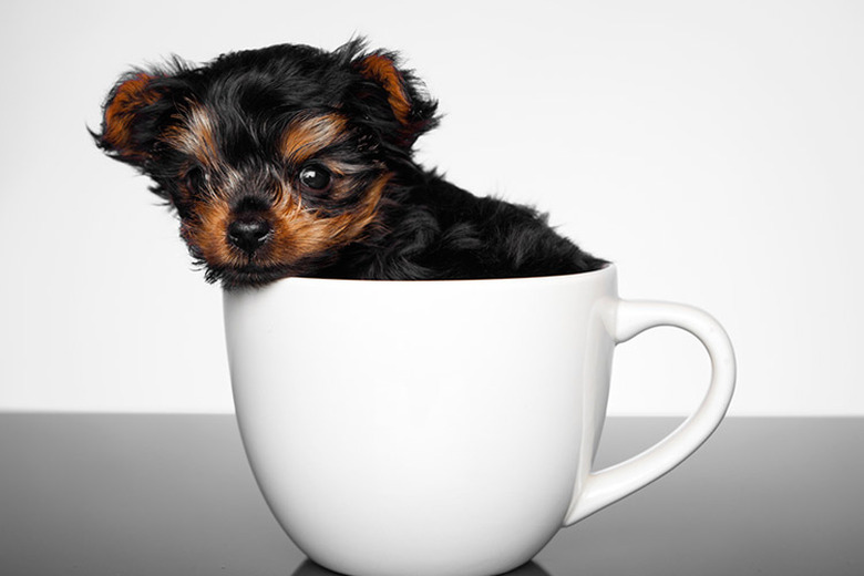 Dog in a teacup