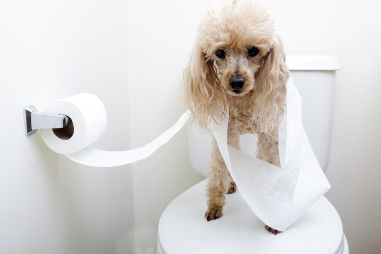 How To Train Your Puppy To Use A Toilet Cuteness